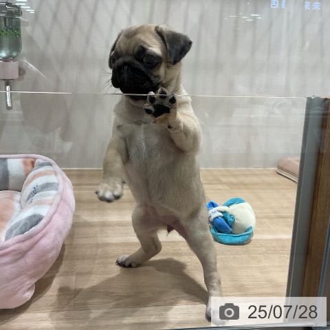パグの写真