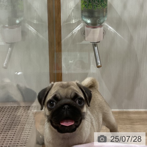 パグの写真