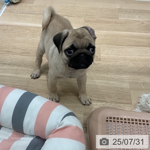 パグの写真