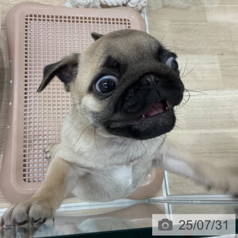 パグの写真