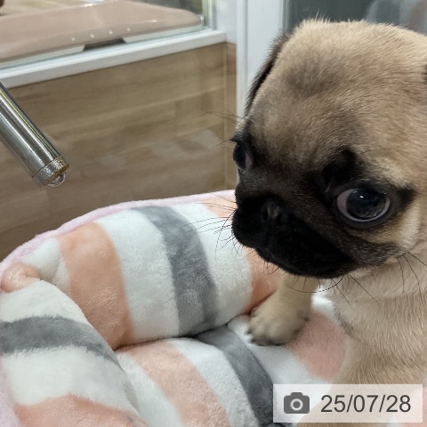 パグの写真