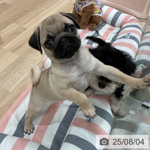 パグの写真