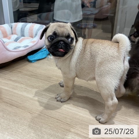 パグの写真