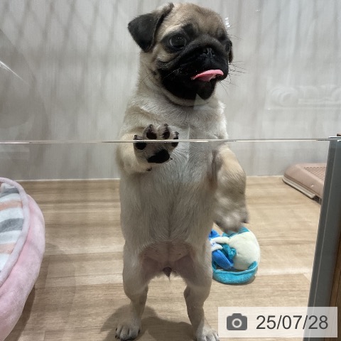 パグの写真