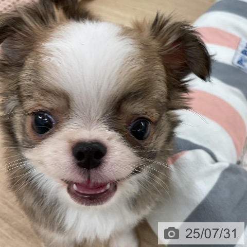 チワワの写真