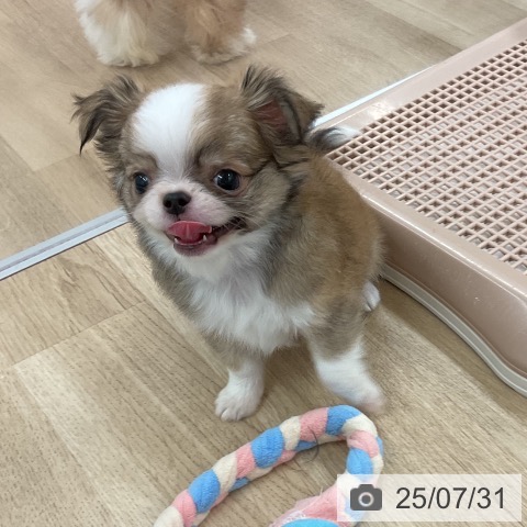 チワワの写真
