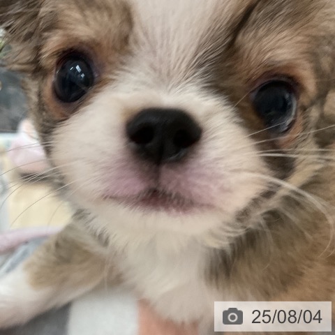 チワワの写真