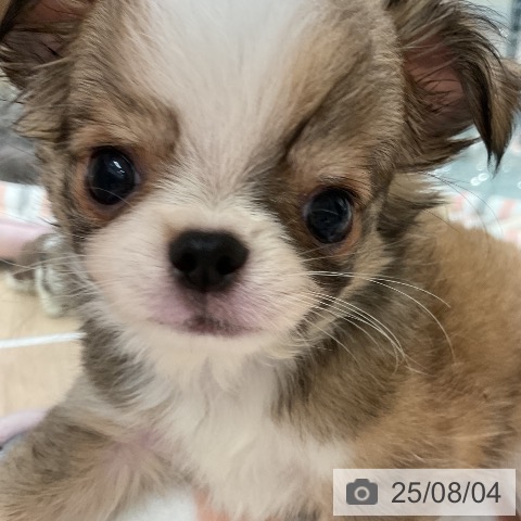 チワワの写真