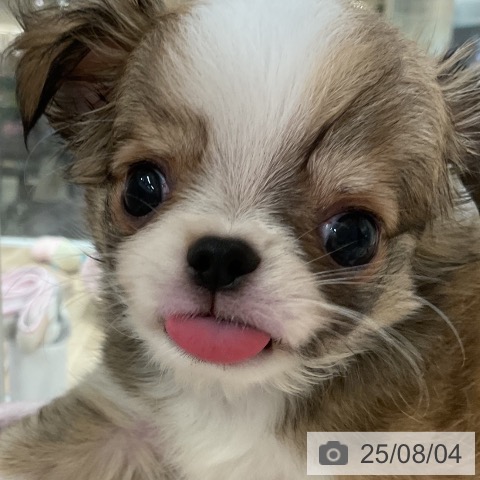 チワワの写真