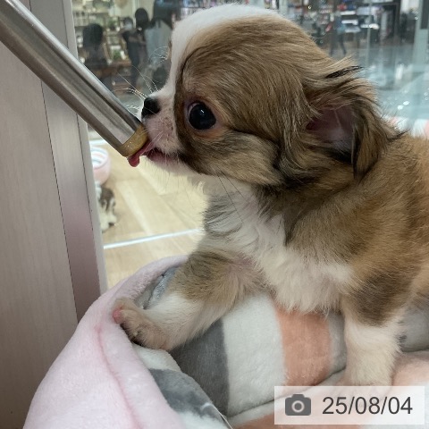 チワワの写真