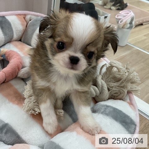 チワワの写真