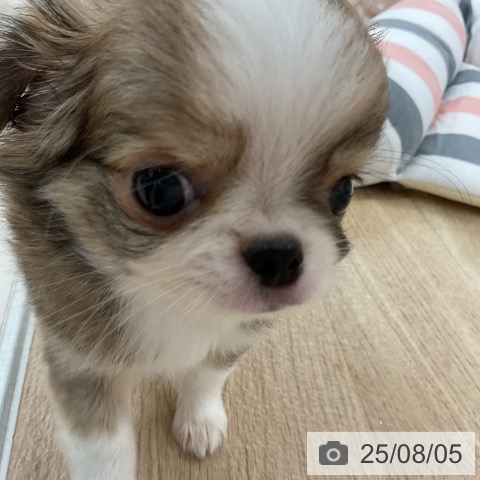 チワワの写真