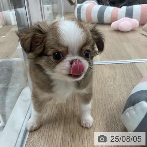 チワワの写真
