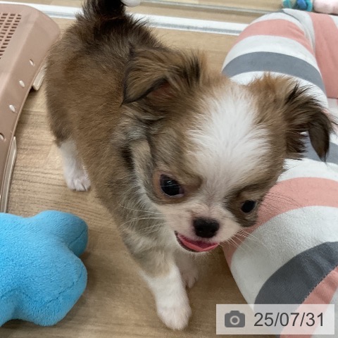 チワワの写真