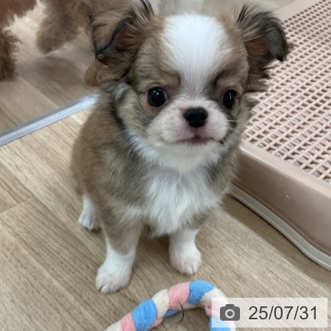 チワワの写真