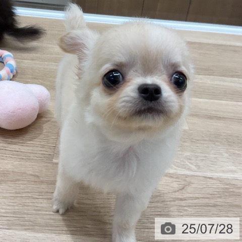 チワワの写真