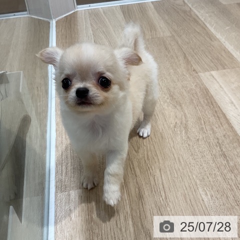 チワワの写真