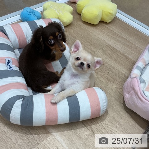 チワワの写真