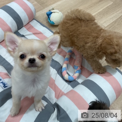チワワの写真