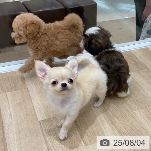 チワワの写真