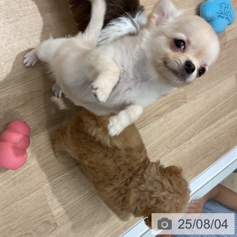 チワワの写真