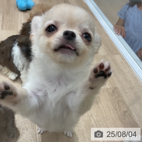チワワの写真