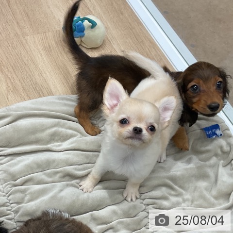 チワワの写真