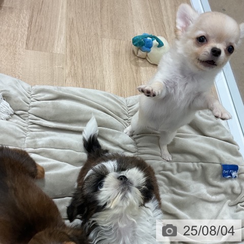 チワワの写真