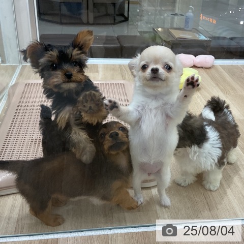 チワワの写真
