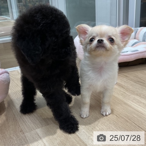 チワワの写真