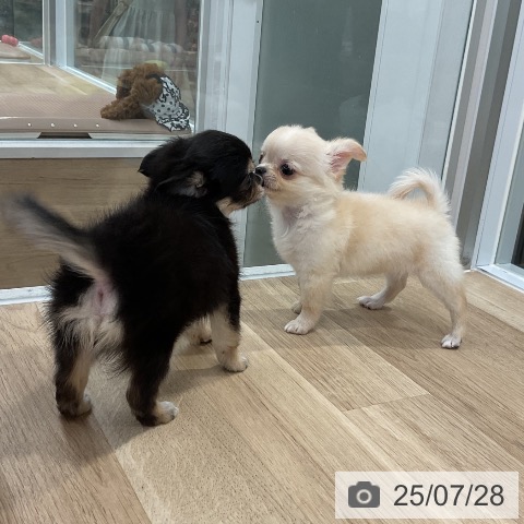 チワワの写真