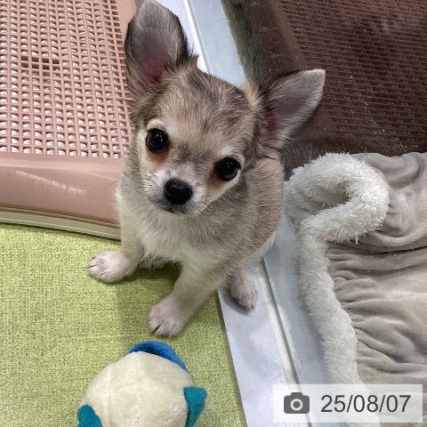 チワワの写真