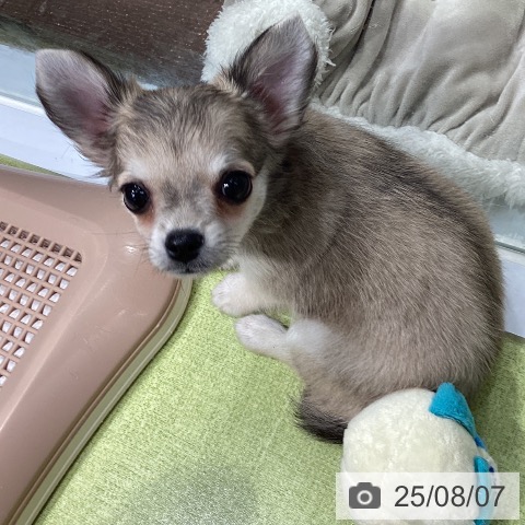 チワワの写真