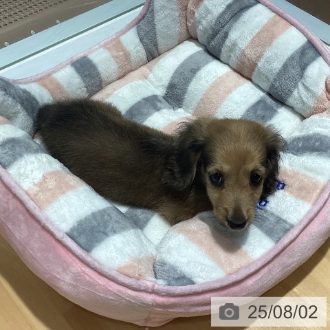 ミニチュア・ダックスフンドの写真