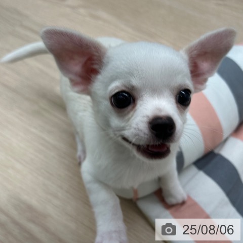 チワワの写真