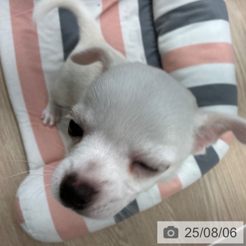チワワの写真