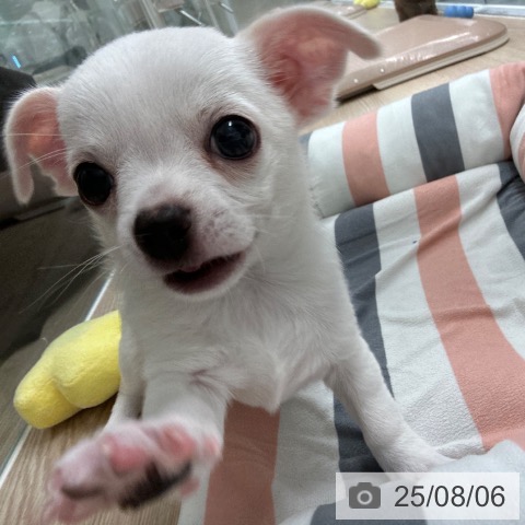 チワワの写真