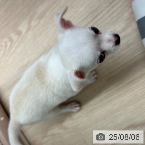 チワワの写真