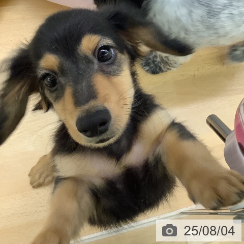 ミニチュア・ダックスフンドの写真