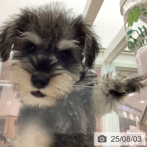 ミニチュア・シュナウザーの写真