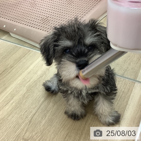 ミニチュア・シュナウザーの写真