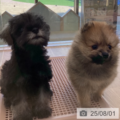 ミニチュア・シュナウザーの写真