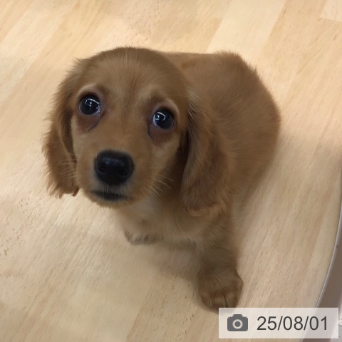 ミニチュア・ダックスフンドの写真