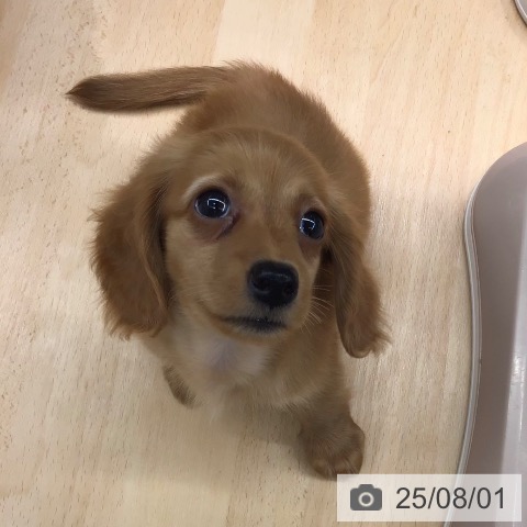 ミニチュア・ダックスフンドの写真