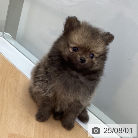 ポメラニアンの写真