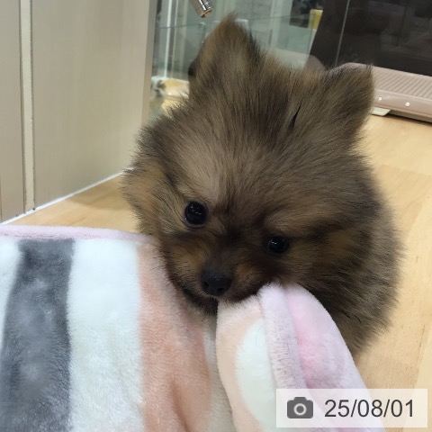 ポメラニアンの写真