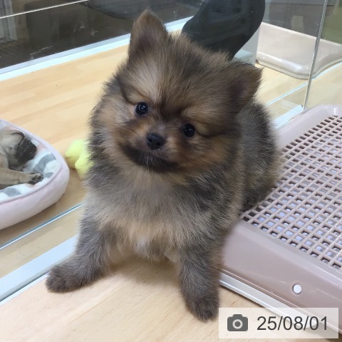 ポメラニアンの写真