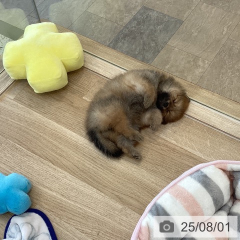 ポメラニアンの写真