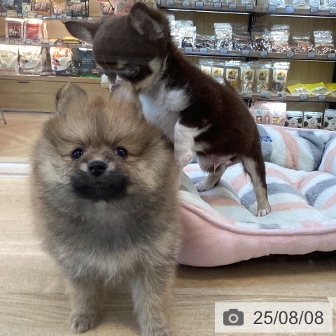 ポメラニアンの写真