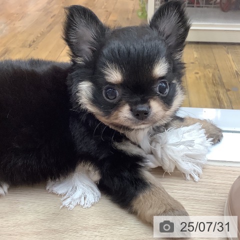 チワワの写真